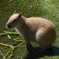 Kapibara największy gryzoń świata