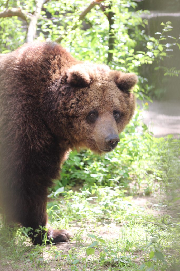 Dzień niedźwiedzia; Happy bears day!