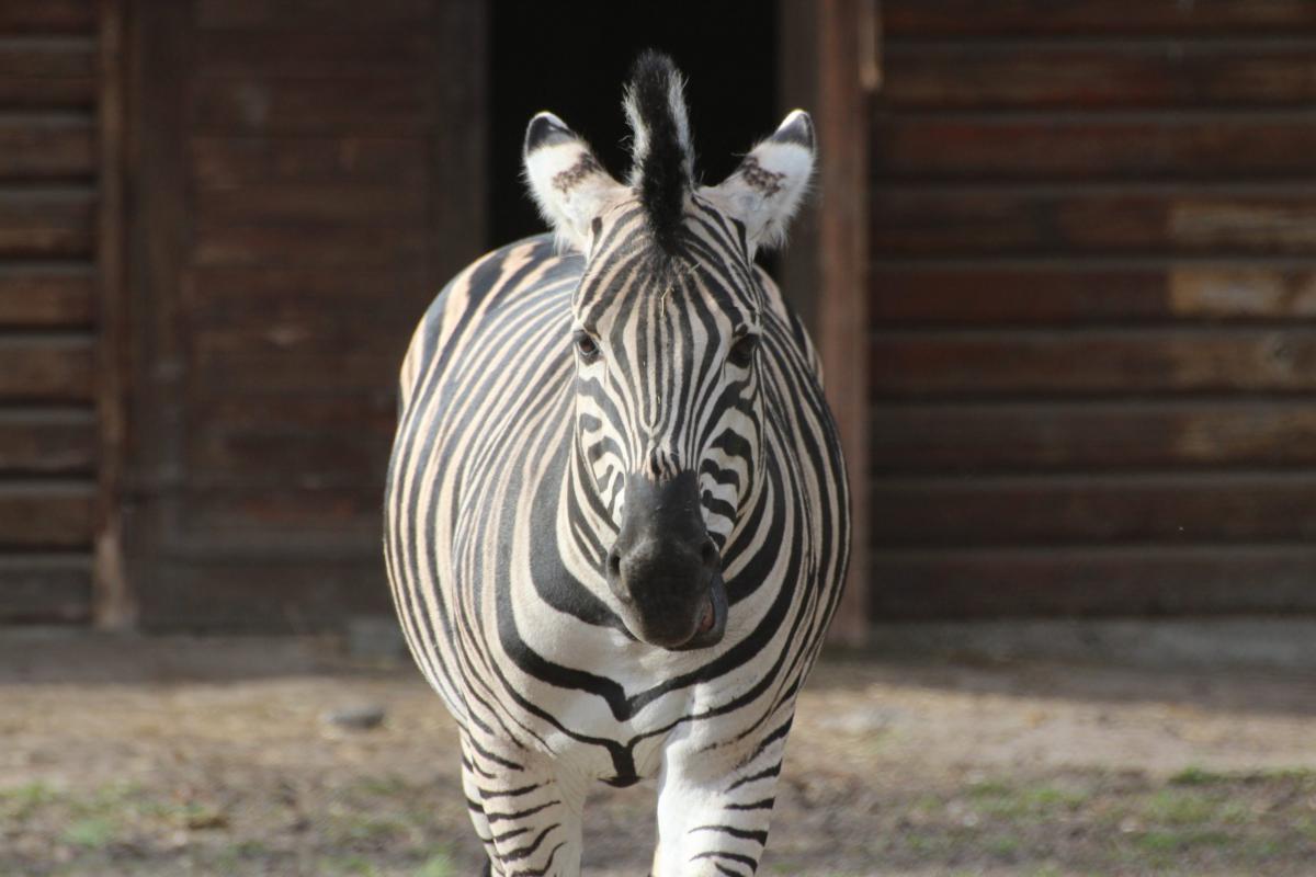 zebra Chapmana(Equus quagga chapmani)